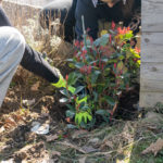 ACORE-JARDIN-25